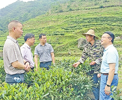 新興縣茶產業規劃