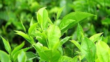 山東省綠茶文化創意產業開發的良好機遇與構想研究
