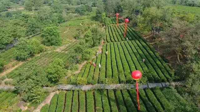 茶鄉田園綜合體發展規劃,鄉村振興規劃 茶鄉田園綜合體發展規劃,鄉村振興規劃