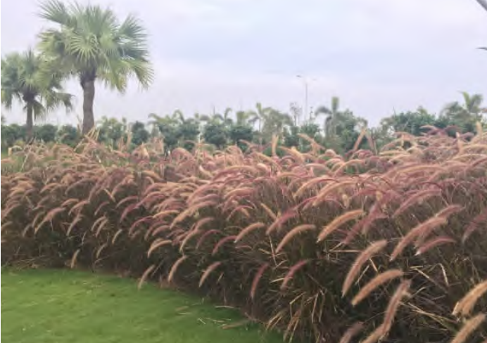 海島型房車營地的植物特色