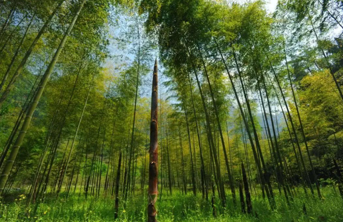 筍竹產(chǎn)業(yè)發(fā)展現(xiàn)狀 筍竹產(chǎn)業(yè)發(fā)展現(xiàn)狀