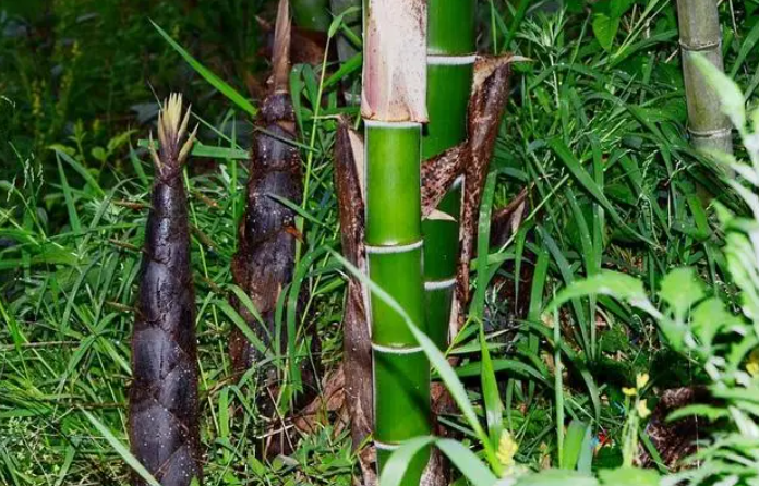 竹筍產業的發展趨勢?竹筍產業發展方向? 竹筍產業的發展趨勢?竹筍產業發展方向?