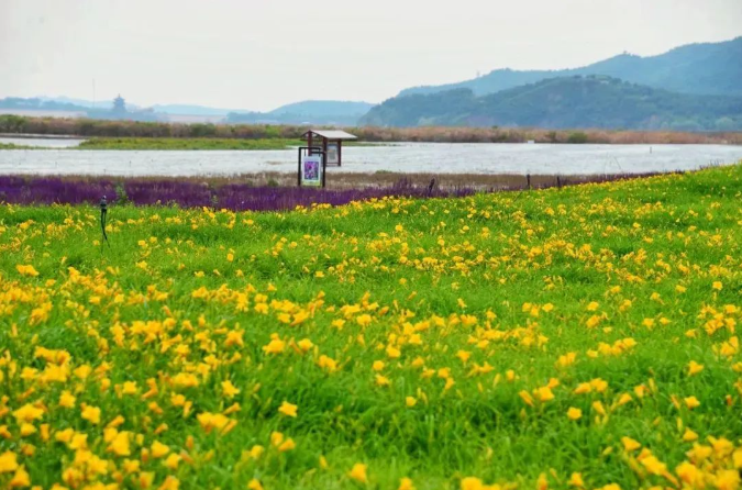 七孔橋花海露營地