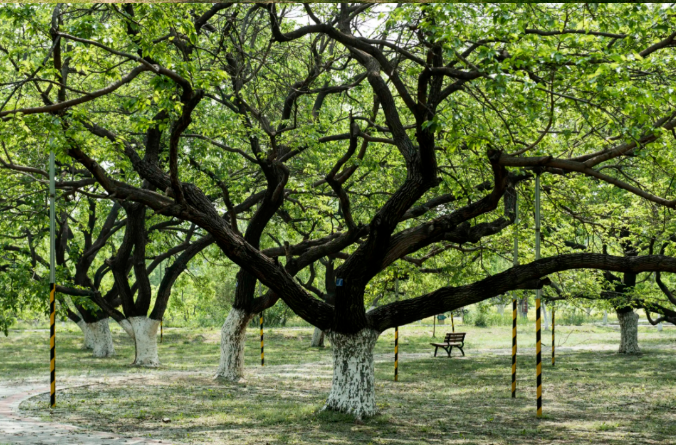 大興古桑國家森林公園露營地