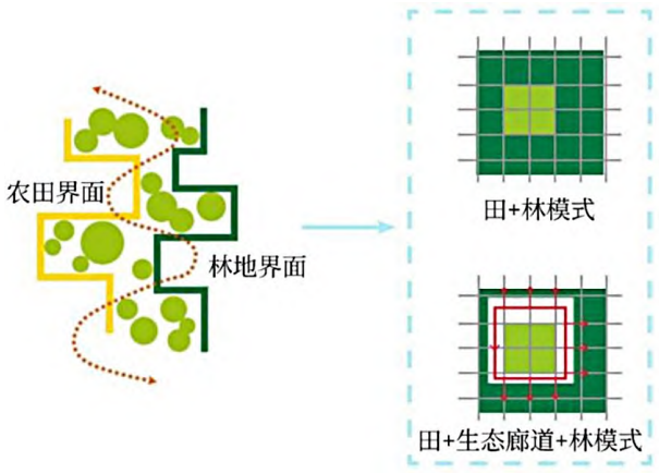 農(nóng)田林地整合田林生態(tài)廊道一體模式
