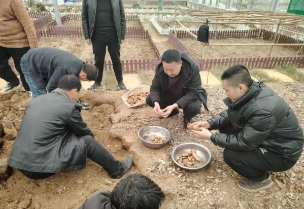 陜西漢中略陽縣大力發展天麻產業促進鄉村全面振興 陜西漢中略陽縣大力發展天麻產業促進鄉村全面振興